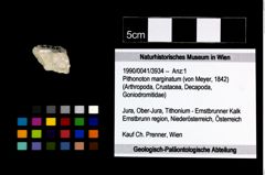 Foto (Objekt + Etikett) von Pithonoton marginatum (von Meyer, 1842)  (NHMW-GEO-1990-0041-3934)